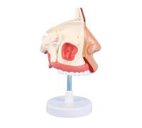 Cavità Anatomica Del Modello Anatomia Nasale Umana Per La Relazione Conferenza Medica Anatomia A Grandezza Naturale Struttura Morbida E Durevole