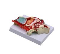 Cavità nasale umana Gola Modello anatomico Orals Medicals Strumento didattico per Scienze Aula Studio Display Gola nasale Modello anatomico Strumento di insegnamento per la scienza