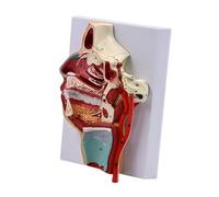Cavo Nasale Umano Modello Anatomico Della Anatomica Strumento Insegnamento Della Cavità Umana Per Lo Studio Classe Scientifica Visualizzare Orali Del Modello Nasale