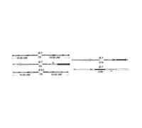 Cavo telecomando C14 da 12 Ultraflex - 1 PZ - 45.014.12 - 4501412