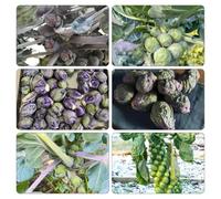 cavoletti di Bruxelles - orticole semi Aiuole rialzate giardino rampicanti 50pcs