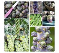 cavoletti di Bruxelles - orticole semi di balcone rialzato letto verdi ornamentali Aiuole rialzate per il giardino resistenti vaso 400pcs