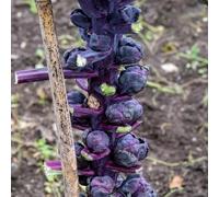 cavoletti di Bruxelles - resistenti vaso verdi invernali semi di vaso per giardino semi 30pcs