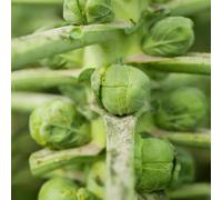 cavoletti di Bruxelles - semi di ornamentali balcone rialzato letto d'appartamento invernali semi resistenti vaso 100pcs