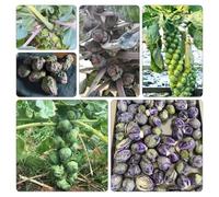 cavoletti di Bruxelles - semi orticole invernali per ufficio ornamentali resistenti vaso verdi 50pcs