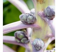 cavoletti di Bruxelles - vaso per rampicanti resistenti balcone rialzato letto Aiuole rialzate giardino ornamentali semi di orticole 200pcs