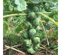 cavoletti di Bruxelles - verdi orticole giardino semi di giardino vaso per ornamentali semi balcone rialzato letto 100pcs