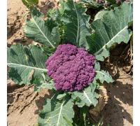 cavolfiore di interni esotici da cucina giardino medicinali semi di Cauliflower riverdimento tetti Letti elevati per 1000pcs