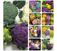 cavolfiore - semi balcone resistenti silvestre perenne resistenti reverdecimiento tetti interni organici inverno 40pcs