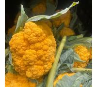 cavolfiore semi per la rigenerazione di tetti decorazione balconi cavolfiore Letti elevati giardino semi 300 pezzi