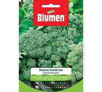 Cavolo Broccolo Ram. Calabrese