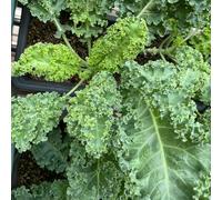 cavolo nero, balcone giardino sul varietà esotiche 600semi