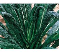 CAVOLO NERO - CAVOLO LACINIATO NERO DI TOSCANA (Brassica oleacea L. var. acephala) - SEMI