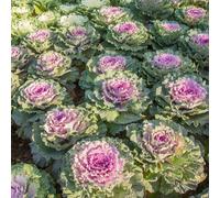 Cavolo nero - decorazione giardino autunnali antiche varietà 320semi