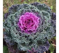 cavolo nero - decorazioni giardino per esterni verdi esotiche 850semi