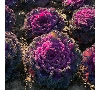 cavolo nero, giardino Copertura del terreno resistente 400semi