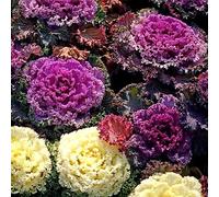 Cavolo nero - interno giardino sul balcone Aiuole rialzate per il giardino d'appartamento esotiche roccioso decorazioni per 200semi