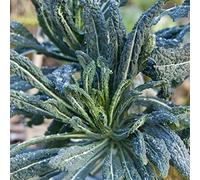 Cavolo Nero Microgreens Super Food Seeds Pack of 100 Seeds ONLY