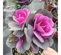 cavolo nero - rare varietà antiche di biologici varietà antiche 700semi