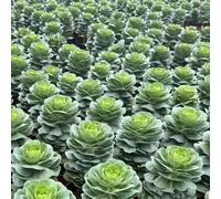 cavolo nero - resistenti in vaso di invernali balcone con decoraz 300semi