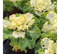cavolo nero - resistenti in vaso resistenti giardino balcone 70semi