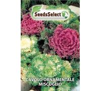 CAVOLO ORNAMENTALE MISCUGLIO IN BUSTINA