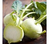 cavolo rapa - d'appartamento esotiche in vaso balcone con interna biologico resistenti in vaso decorazioni giardino per 500semi