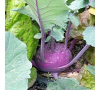 cavolo rapa decorativi invernali interni esotici medicinali cucina semi resistenti balcone 650pcs