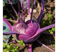 cavolo rapa, giardino sul balcone d'appartamento esotiche copertura del terreno rara decorazione biologico Aiuole rialzate per il giardino di antiche varietà 350semi