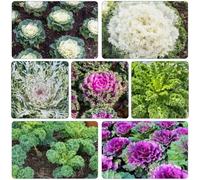 cavolo riccio semi di varietà tradizionali resistenti Col rizzata Letti elevati giardino 200pcs
