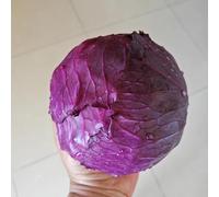 Cavolo rosso - Aiuole rialzate per il giardino orticole balcone giardino sul balcone interno rampicanti in vaso resistenti in vaso 125semi