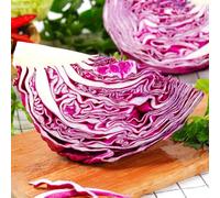 Cavolo rosso - biologico giardino, resistenti, longeve orticole balcone rampicanti rara decorazione Aiuole rialzate per il giardino resistenti in vaso 250semi