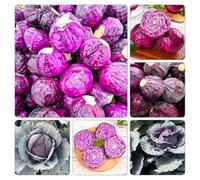 Cavolo rosso - copertura del terreno vecchie varietà Aiuole rialzate per il giardino biologico balcone con interna giardino roccioso orticole balcone sul 350semi