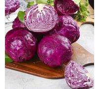 cavolo rosso decorazione giardino biologici varietà antiche 200semi