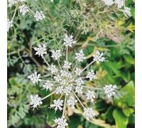 cavolo silvestro - semi ufficio resistenti giardino selvatico balcone semi resistenti tetti verdi 500pcs