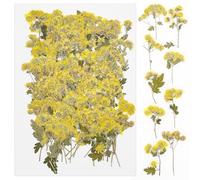 Cayway 100 Pz Naturali Pressati Fiori Pressati Secchi, Margherita Fiori Secchi Naturale Fiori Secchi per Resina, Fiori Pressati Secchi per Candele Fai Da Te Gioielli Resina Partecipazion