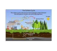 CBQZCHWDKT Carbon Cycle Process Poster Homeschool Learning Aid | Simplifies complex topic into readable stages for young learners wall(Unframed,08X12inch(20X30cm))