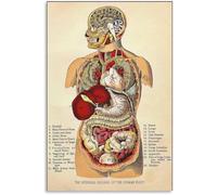 CBQZCHWDKT Vintage Organ Systems Anatomy Chart Canvas Wall-Art Educational Print for Study and Bedroom(Unframed,08x12inch(20x30cm))