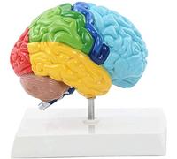 CCKUYT Modello anatomico, Modello di Organo Umano Umano, Cervello Umano Funzionale codificato a Colori 1:1 Modello anatomico Emisfero Destro Caratteristiche Area Anatomica