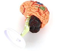 CCKUYT Modello anatomico Ricerca scientifica Modello di Cervello Umano Modello di Cervello anatomico smontato 4D Modello di insegnamento/Organo Umano