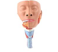CCKUYT Modello corporeo Modello anatomico del Corpo Umano, Modello anatomico della laringe, Modello anatomico Muscolare Organi Testa Anatomia Faringe per Medici Strumento educativo per Ufficio