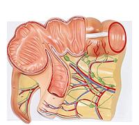 CCKUYT Modello dell'organo Umano, Modello dell'appendice allargata, Modello anatomico, Sussidio didattico per Il Sistema didattico dell'apparato digerente
