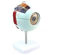 CCKUYT Modello di Organo Organo Umano Staccabile 6 Par Modello anatomico della Sfera dell'occhio Umano per l'addestramento del Modello anatomico