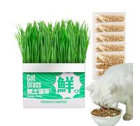 ccuzs Cat Grass Planter, Soilless Hydroponic Growing Pot, Indoor Outdoor Cat Grass Container for Balcony, Windowsill, Living Room, Porch, Backyard Green Space, 5.51x2.76x5.12 Inches