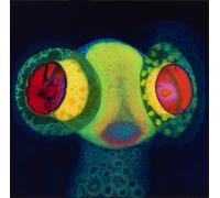 <![CDATA[Thee Oh Sees - SORCS 80 (LP)]]>