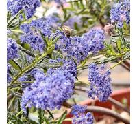 ceanothus, balcone insoliti semi sacco balcone recisi siepi resistenti, Decorazioni autunnali per un giardino resistente 15semi