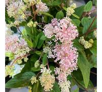 ceanothus letto elevato da giardino di semi decorativi balcone resistenti 150pcs