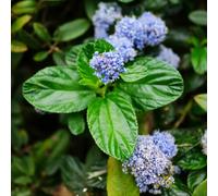 Ceanothus - raro giardino resistenti biologiche decorazioni 85semi