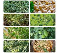 ceci cucina giardino di semi Letti elevati per giardino balcone serra semi medicinali selvatici 10pcs