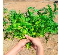 ceci giardino selvatico resistenti perenni giardini bianchi Letti elevati per giardino verde balcone serra semi biologici 15pcs